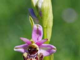 Ophrys_valdeonensis_Posada_de_Valden_Picos_de_Europa_2-min